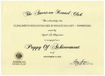 Dazzle, Puppy of Achievement award